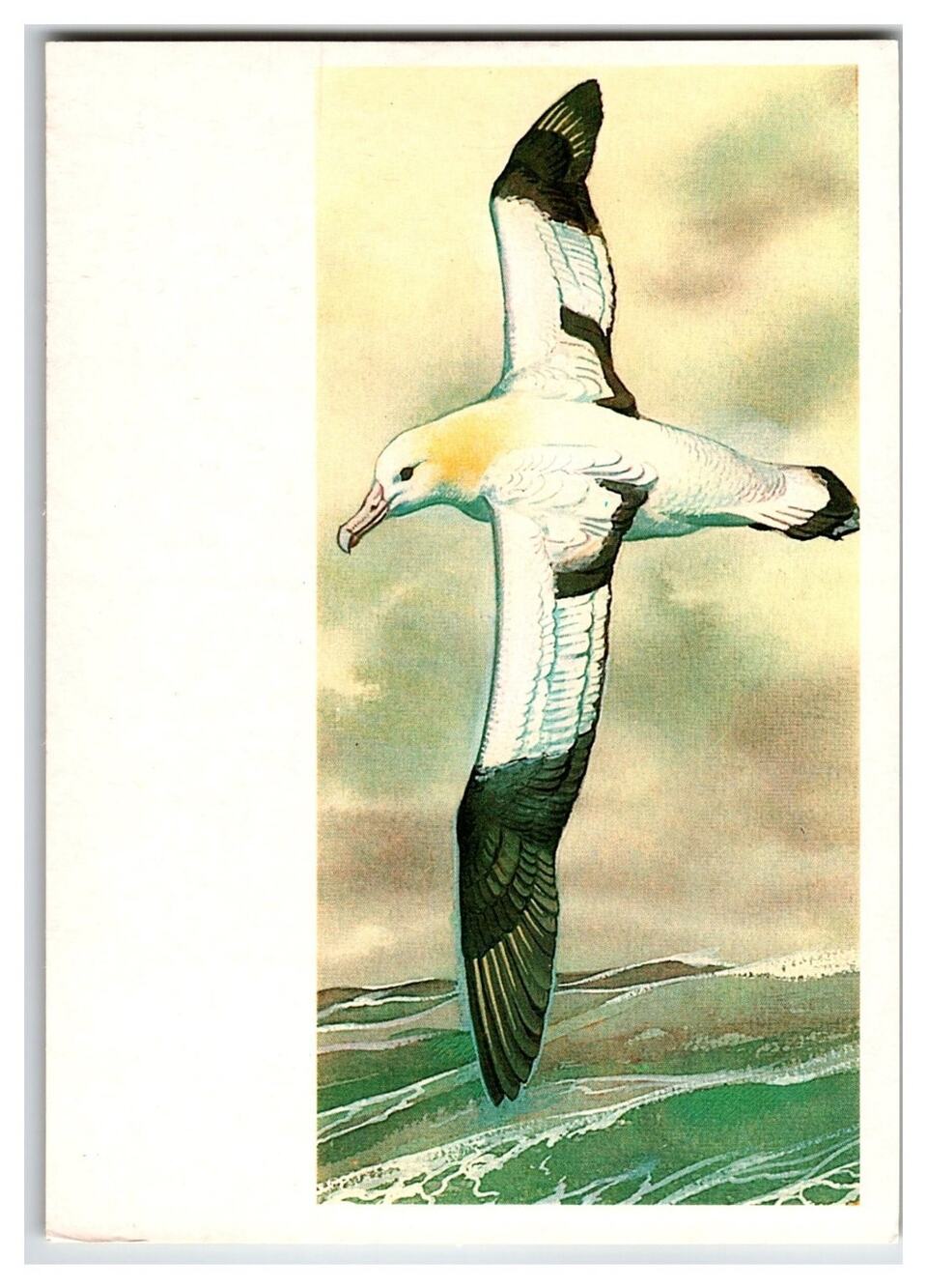 1985 USSR Russian Albatross Bird Wildlife Art Postcard V. Gorbatov